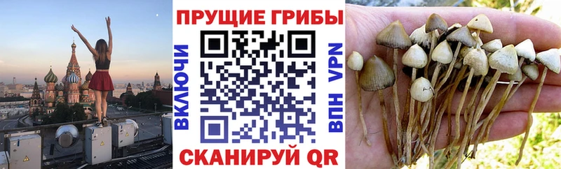 Галлюциногенные грибы Psilocybine cubensis  Купить закладки  Собинка 